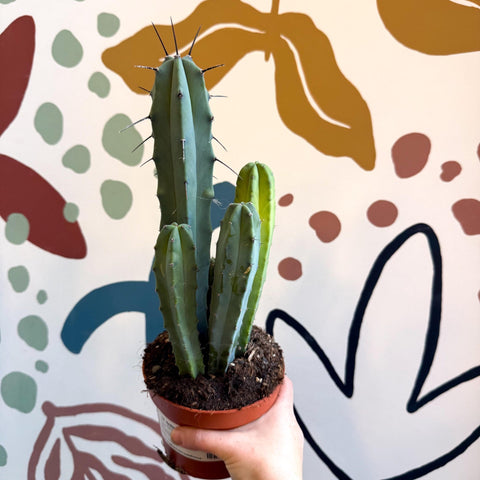 Myrtillocactus geometrizans – Blue Myrtle Cactus - Sprouts of Bristol