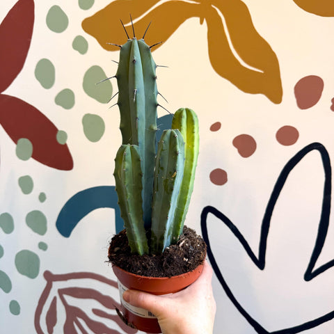 Myrtillocactus geometrizans – Blue Myrtle Cactus - Sprouts of Bristol