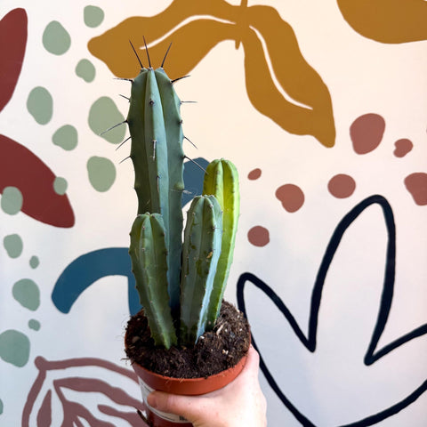 Myrtillocactus geometrizans – Blue Myrtle Cactus - Sprouts of Bristol