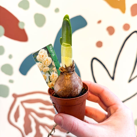 Narcissus ‘Abba’ - Potted Miniature Daffodil Bulbs - Sprouts of Bristol