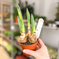 Narcissus 'Bernett Browning' - Potted Daffodils - Sprouts of Bristol