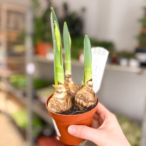 Narcissus 'Bernett Browning' - Potted Daffodils - Sprouts of Bristol