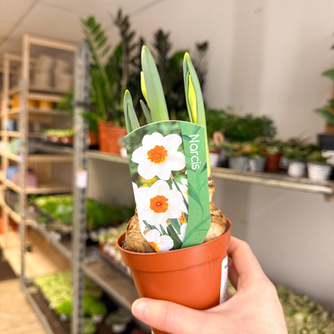 Narcissus 'Bernett Browning' - Potted Daffodils - Sprouts of Bristol