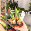 Narcissus 'Bernett Browning' - Potted Daffodils - Sprouts of Bristol