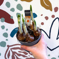 Narcissus ‘Cragford’ - Potted Daffodils - Sprouts of Bristol