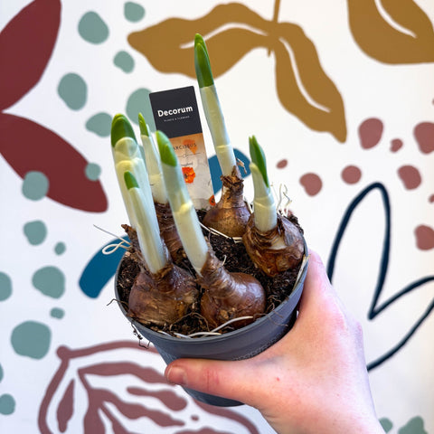 Narcissus ‘Cragford’ - Potted Daffodils - Sprouts of Bristol