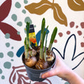 Narcissus ‘Jetfire’ - Potted Daffodils - Sprouts of Bristol