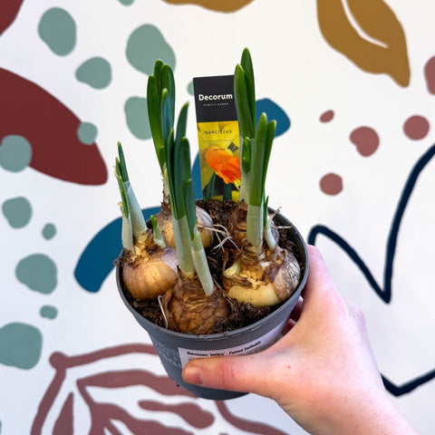 Narcissus ‘Jetfire’ - Potted Daffodils - Sprouts of Bristol