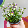 Nemesia 'Lady Kate' - British Grown - Sprouts of Bristol