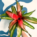 Neoregelia ‘Fancy’ – Blushing Bromeliad - Sprouts of Bristol