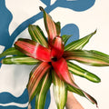 Neoregelia ‘Fancy’ – Blushing Bromeliad - Sprouts of Bristol