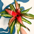 Neoregelia ‘Fancy’ – Blushing Bromeliad - Sprouts of Bristol
