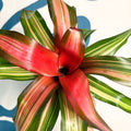Neoregelia ‘Fancy’ – Blushing Bromeliad - Sprouts of Bristol