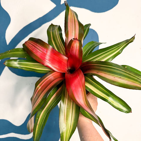 Neoregelia ‘Fancy’ – Blushing Bromeliad - Sprouts of Bristol