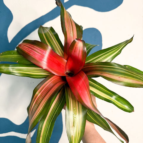 Neoregelia ‘Fancy’ – Blushing Bromeliad - Sprouts of Bristol