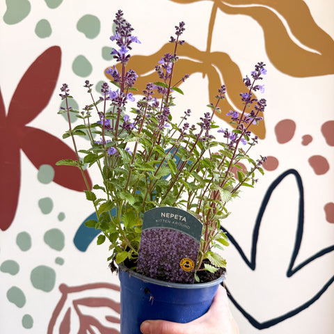 Nepeta × faassenii 'Kitten Around' - Cat Mint - British Grown Perennial - Sprouts of Bristol