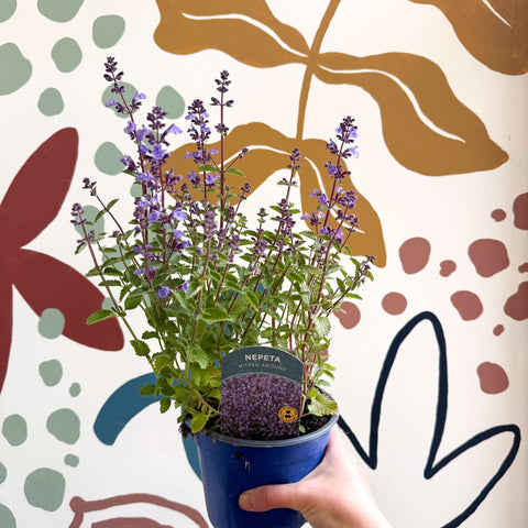 Nepeta × faassenii 'Kitten Around' - Cat Mint - British Grown Perennial - Sprouts of Bristol