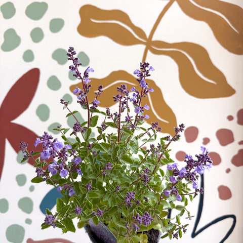 Nepeta × faassenii 'Kitten Around' - Cat Mint - British Grown Perennial - Sprouts of Bristol