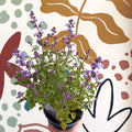 Nepeta × faassenii 'Kitten Around' - Cat Mint - British Grown Perennial - Sprouts of Bristol
