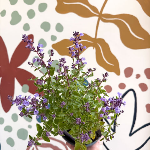 Nepeta × faassenii 'Kitten Around' - Cat Mint - British Grown Perennial - Sprouts of Bristol