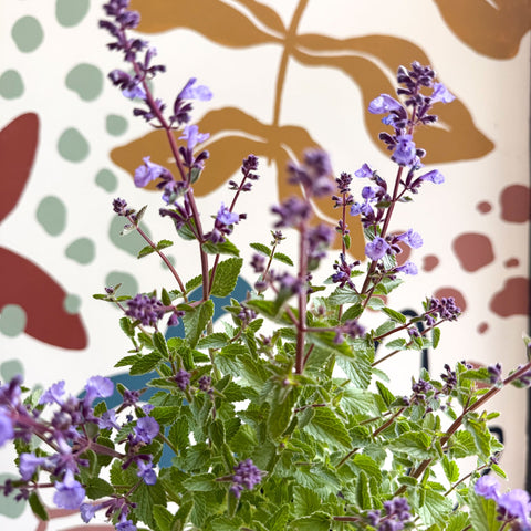 Nepeta × faassenii 'Kitten Around' - Cat Mint - British Grown Perennial - Sprouts of Bristol