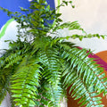 Nephrolepis biserrata ‘Macho’ - Giant Sword Fern / Boston Fern - Sprouts of Bristol