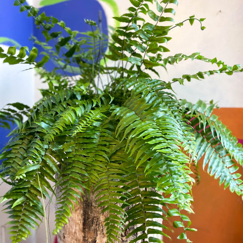 Nephrolepis biserrata ‘Macho’ - Giant Sword Fern / Boston Fern - Sprouts of Bristol