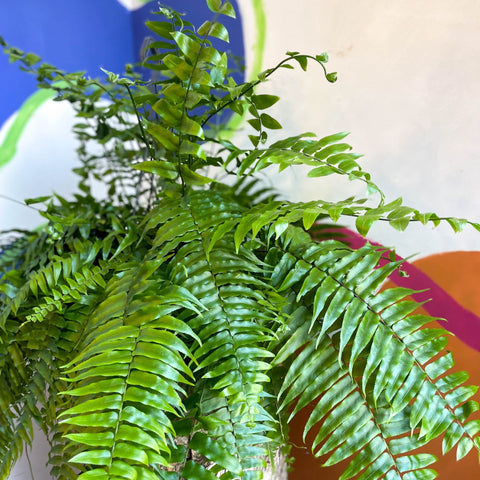 Nephrolepis biserrata ‘Macho’ - Giant Sword Fern / Boston Fern - Sprouts of Bristol