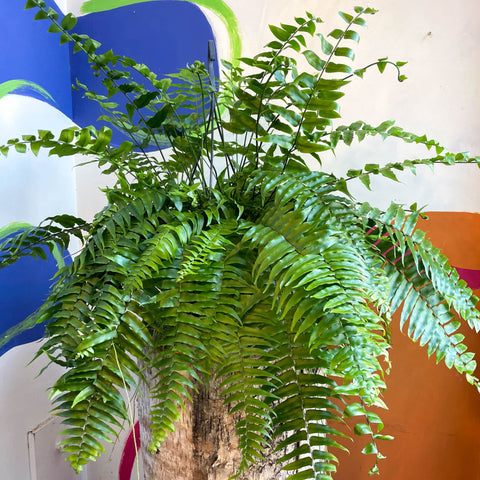 Nephrolepis biserrata ‘Macho’ - Giant Sword Fern / Boston Fern - Sprouts of Bristol