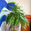 Nephrolepis biserrata ‘Macho’ - Giant Sword Fern / Boston Fern - Sprouts of Bristol