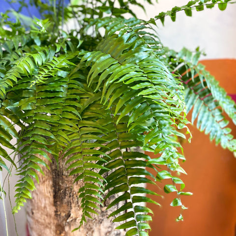 Nephrolepis biserrata ‘Macho’ - Giant Sword Fern / Boston Fern - Sprouts of Bristol