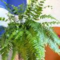 Nephrolepis biserrata ‘Macho’ - Giant Sword Fern / Boston Fern - Sprouts of Bristol