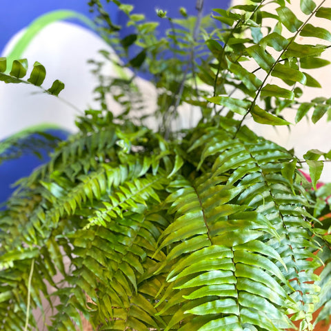 Nephrolepis biserrata ‘Macho’ - Giant Sword Fern / Boston Fern - Sprouts of Bristol