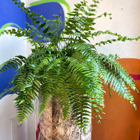 Nephrolepis biserrata ‘Macho’ - Giant Sword Fern / Boston Fern - Sprouts of Bristol