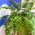 Nephrolepis biserrata ‘Macho’ - Giant Sword Fern / Boston Fern - Sprouts of Bristol