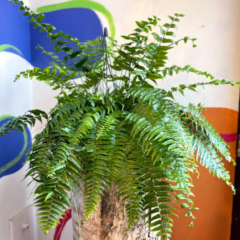 Nephrolepis biserrata ‘Macho’ - Giant Sword Fern / Boston Fern - Sprouts of Bristol