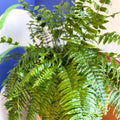 Nephrolepis biserrata ‘Macho’ - Giant Sword Fern / Boston Fern - Sprouts of Bristol