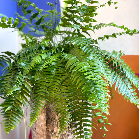 Nephrolepis biserrata ‘Macho’ - Giant Sword Fern / Boston Fern - Sprouts of Bristol