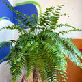 Nephrolepis biserrata ‘Macho’ - Giant Sword Fern / Boston Fern - Sprouts of Bristol