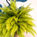 Nephrolepis ‘Blonde’ - Boston Fern - Sprouts of Bristol