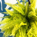 Nephrolepis ‘Blonde’ - Boston Fern - Sprouts of Bristol