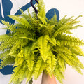 Nephrolepis ‘Blonde’ - Boston Fern - Sprouts of Bristol