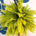 Nephrolepis ‘Blonde’ - Boston Fern - Sprouts of Bristol
