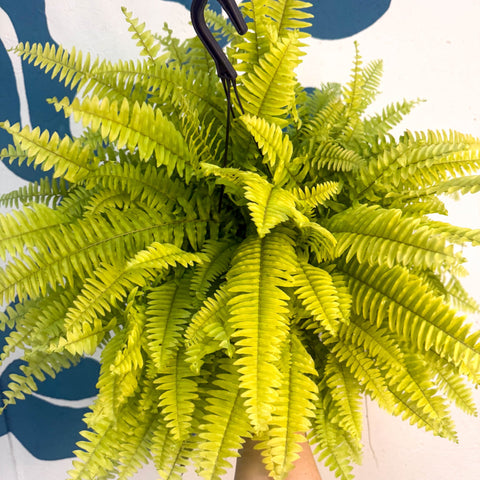 Nephrolepis ‘Blonde’ - Boston Fern - Sprouts of Bristol