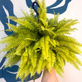 Nephrolepis ‘Blonde’ - Boston Fern - Sprouts of Bristol