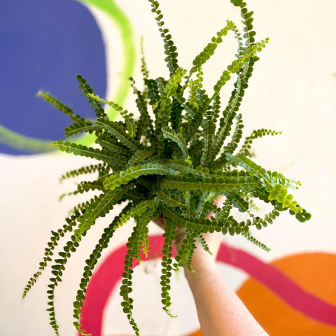 Nephrolepis cordifolia 'Duffii' - Lemon Button Fern - Sprouts of Bristol