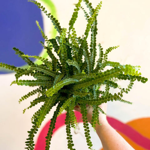hanging button leaf plant Nephrolepis cordifolia 'Duffii'