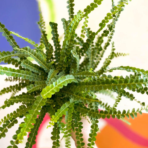 Nephrolepis cordifolia 'Duffii' - Lemon Button Fern - Sprouts of Bristol