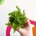 Nephrolepis cordifolia 'Duffii' - Lemon Button Fern - Sprouts of Bristol