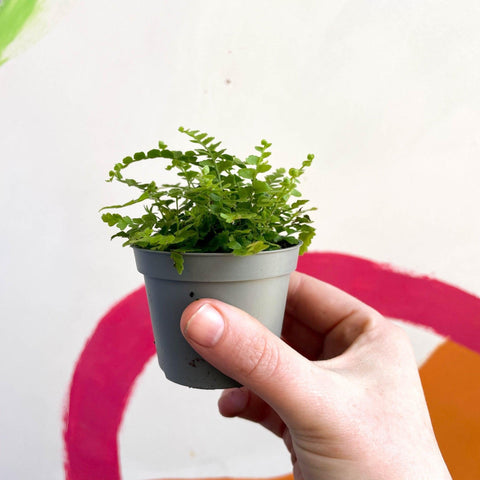 Nephrolepis cordifolia 'Duffii' - Lemon Button Fern - Sprouts of Bristol